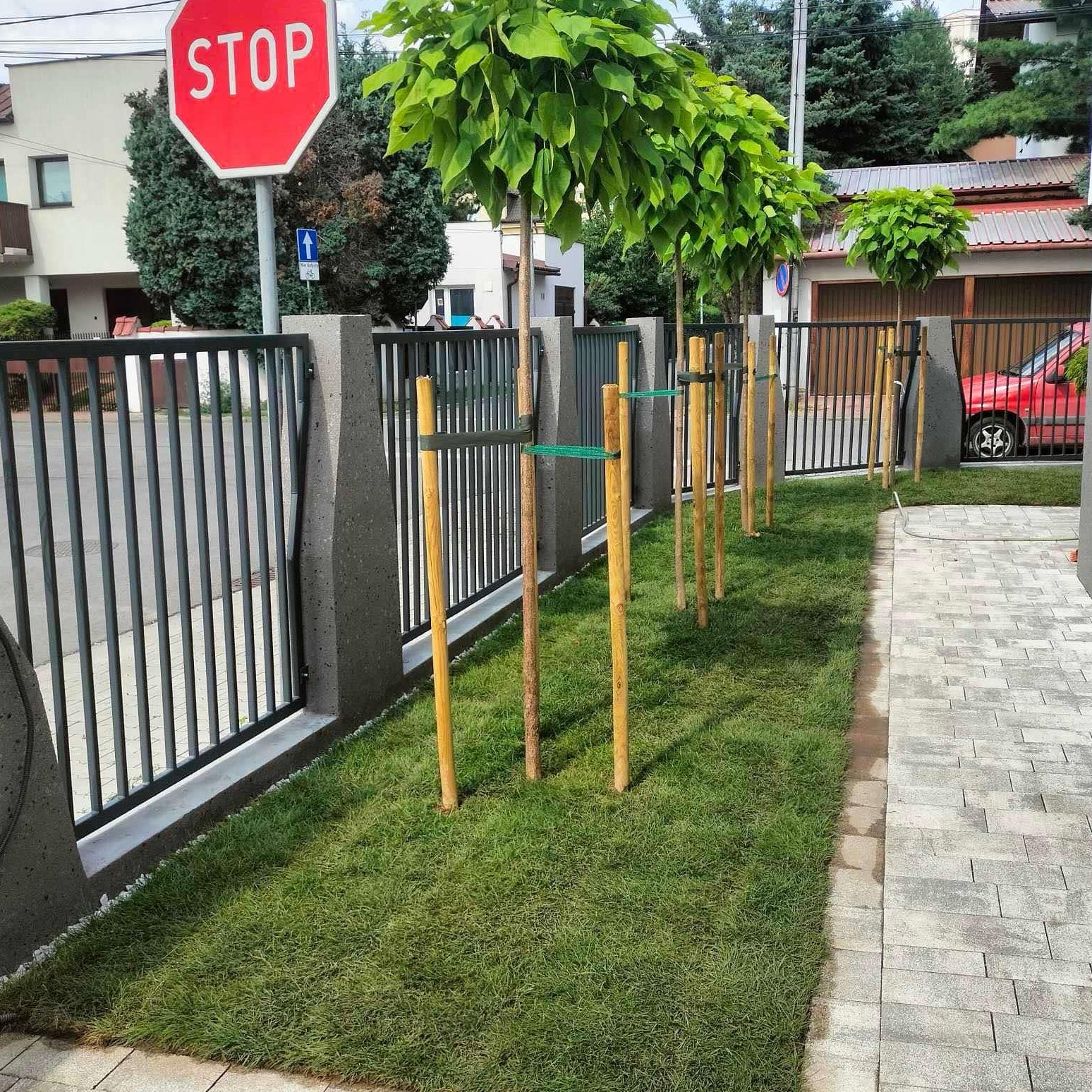 Świeżo posadzony szpaler kulistych drzewek przy ogrodzeniu z metalowymi przęsłami i betonowymi słupkami, młode drzewka podparte drewnianymi palikami z zielonymi taśmami, obok ułożona kostka brukowa...