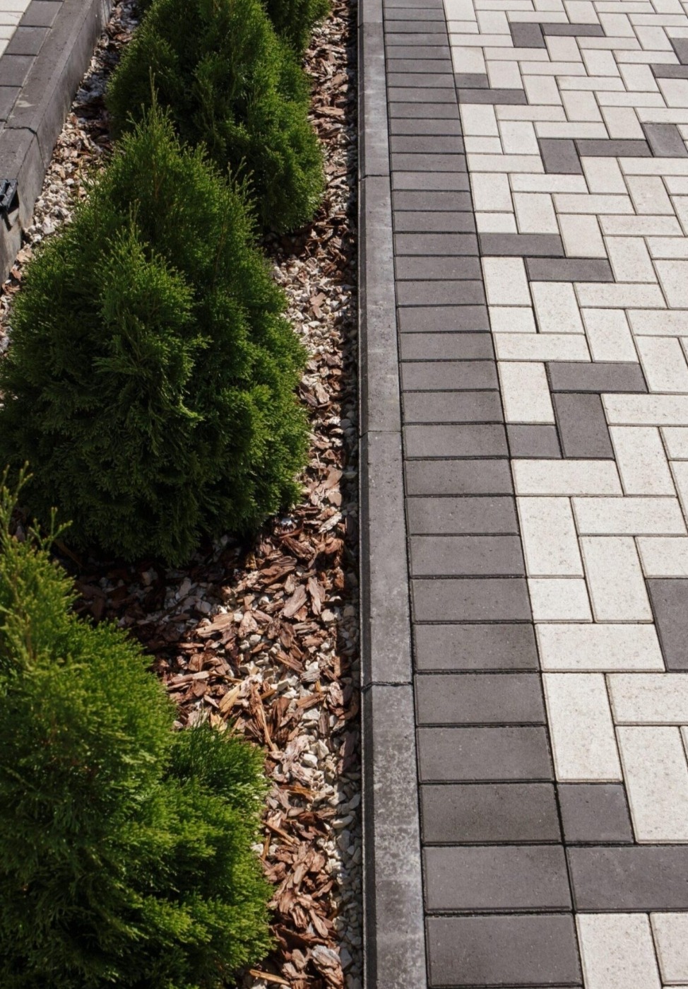 Świeżo posadzone, małe tuje szmaragdowe wzdłuż ścieżki z kostki brukowej ułożonej w geometryczny wzór, kora rozsypana wokół roślin.
