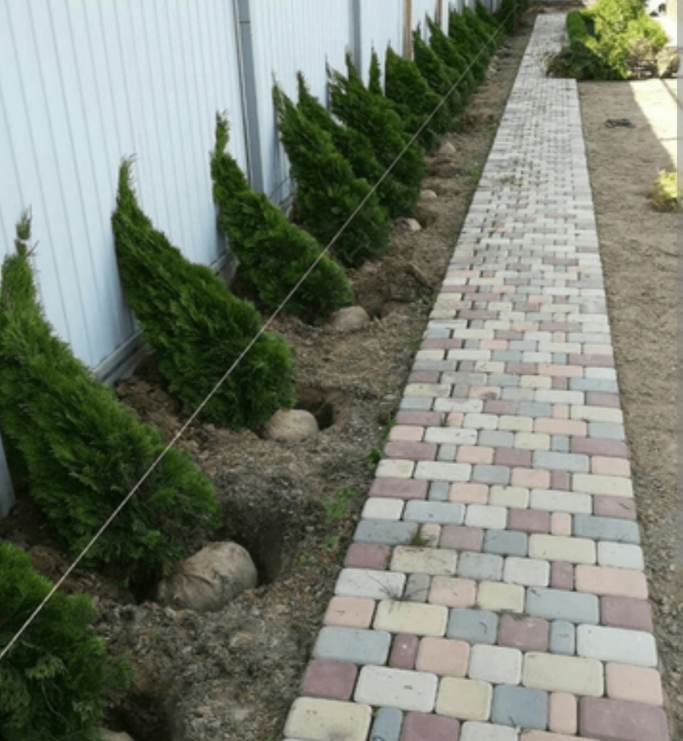 Świeżo posadzone tuje szmaragdowe wzdłuż białego ogrodzenia, z widocznymi workami jutowymi i kamieniami, obok ścieżki z kolorowej kostki brukowej.