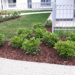 Trawa z rolki Pruszcz Gdański 2