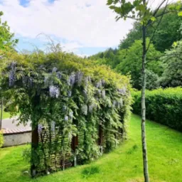 Pergola obrośnięta kwitnącą glicynią w ogrodzie, z widoczną ławką i równo przyciętym żywopłotem w tle.