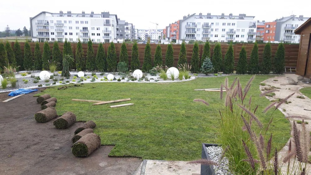 Rozwinięte rolki darni na przygotowanym podłożu, częściowo ułożona trawa, w tle aranżacja ogrodu z tujami, białym żwirem i kulistymi lampami, nowe budynki mieszkalne w oddali.