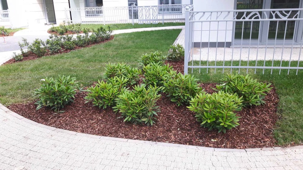 Kępy zielonych krzewów ozdobnych posadzone na rabacie wyłożonej korą, obok trawnika i chodnika z kostki brukowej, w tle budynek z szarą metalową barierką.