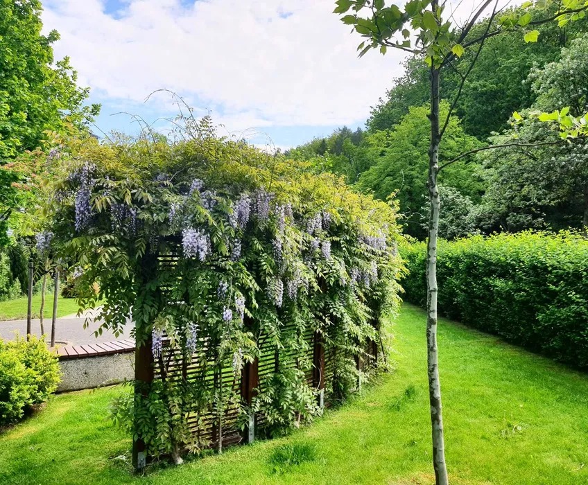 Pergola obrośnięta kwitnącą glicynią w ogrodzie, z widoczną ławką i równo przyciętym żywopłotem w tle.