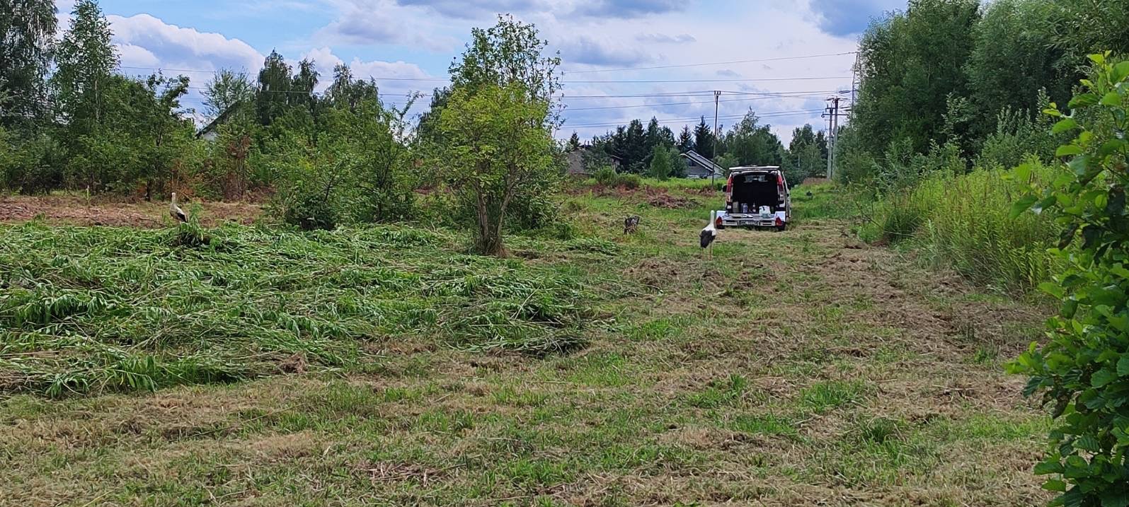 Krajobraz po skoszeniu trawy z widocznym samochodem dostawczym w tle i bocianem na pierwszym planie.