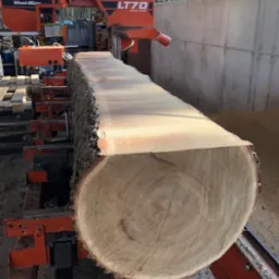 Kłoda drewna na pomarańczowej maszynie tnącej Wood-Mizer LT70, widoczne słoje i kora, przygotowana do obróbki w tartaku.