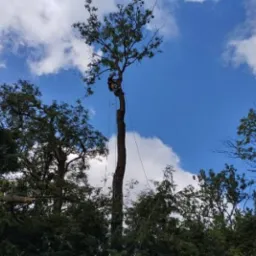 Arborysta na wysokim, ogołoconym pniu drzewa z linami zabezpieczającymi, otoczony zielenią innych drzew, na tle błękitnego nieba z białymi obłokami.