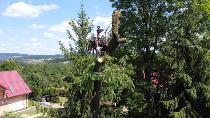Arborysta w uprzęży, na szczycie częściowo ogołoconego drzewa, zabezpieczony linami, z widokiem na pagórkowaty krajobraz i dom z czerwonym dachem w tle.