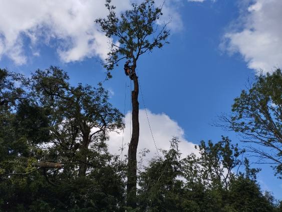 Arborysta na wysokim, ogołoconym pniu drzewa z linami zabezpieczającymi, otoczony zielenią innych drzew, na tle błękitnego nieba z białymi obłokami.