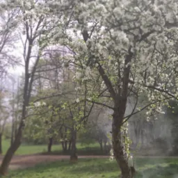 Kwitnące drzewo owocowe z białymi kwiatami na tle parku z zielonym trawnikiem i ścieżką