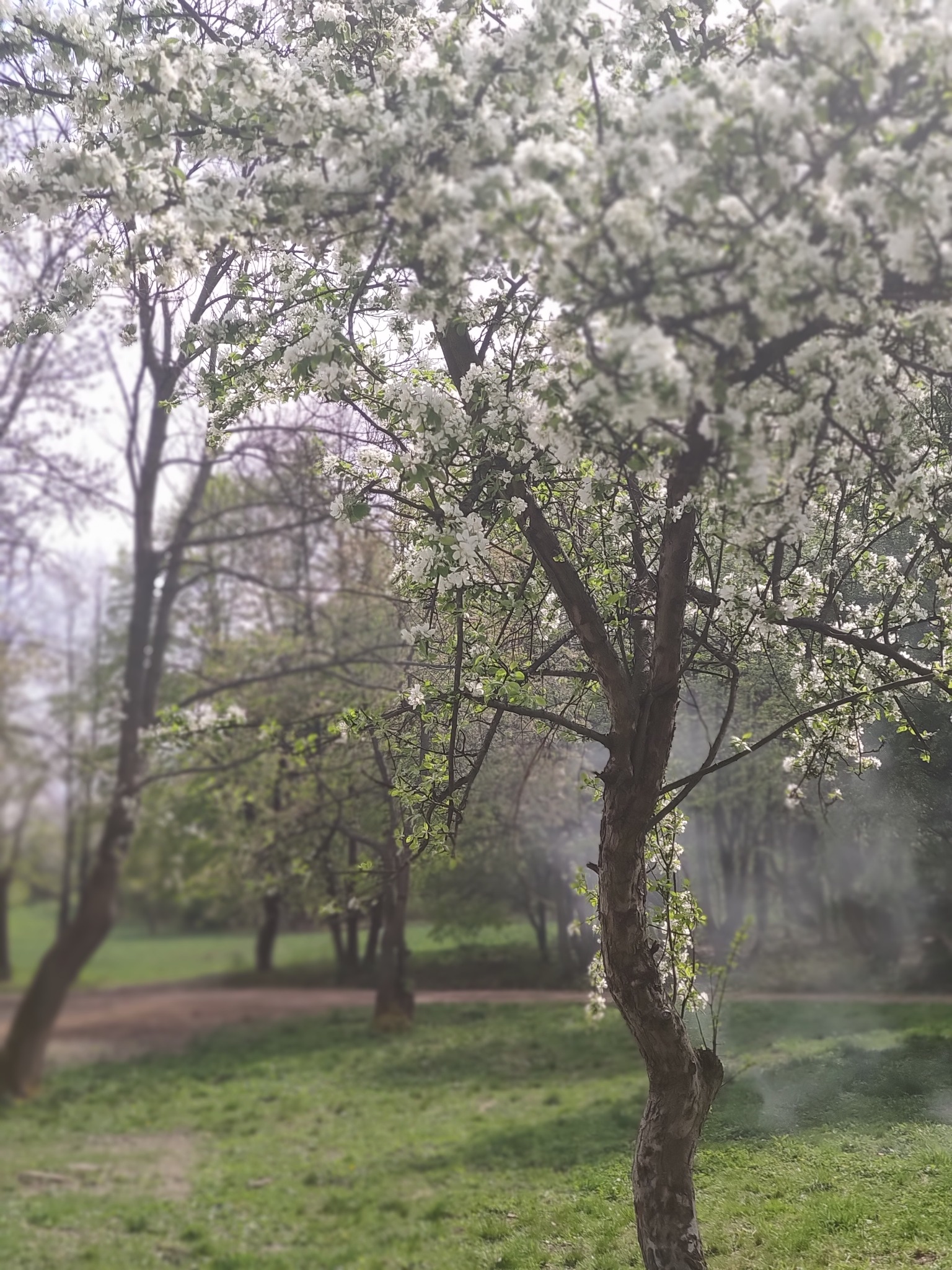 Kwitnące drzewo owocowe z białymi kwiatami na tle parku z zielonym trawnikiem i ścieżką