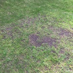 Szymon P - Fragment trawnika z widocznymi plamami ziemi i rzadką trawą, sugerujący konieczność dosiewki lub renowacji, otoczony bujną, zieloną trawą i dekoracyjnym obrzeżem z kamieni.