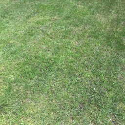 Szymon P - Krótko przystrzyżony trawnik z widocznymi śladami po koszeniu, miejscami lekko wysuszony, oświetlony nierównomiernie.