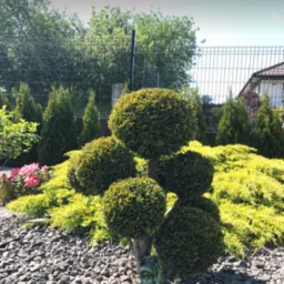 Ozdobny ogród z formowanym drzewkiem w kształcie kul, niską roślinnością okrywową i kamienną korą, uzupełniony figurką żaby.