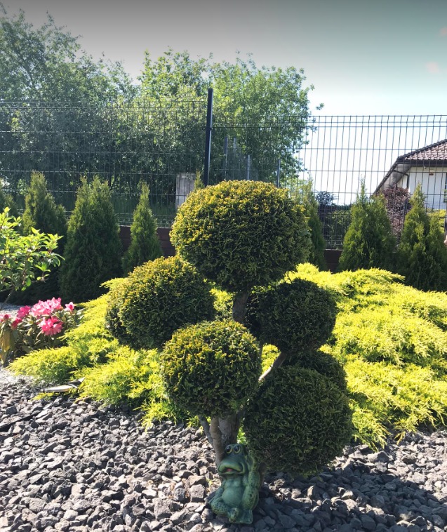 Ozdobny ogród z formowanym drzewkiem w kształcie kul, niską roślinnością okrywową i kamienną korą, uzupełniony figurką żaby.