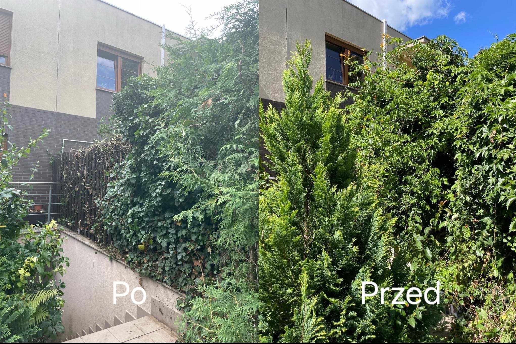 Zdjęcie 'przed' i 'po' przycinania żywopłotu i drzew iglastych przed budynkiem mieszkalnym, ukazujące różnicę w wyglądzie roślinności.