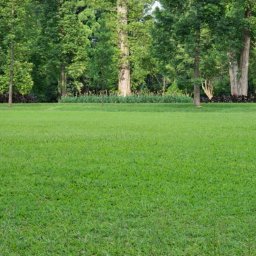 Koszenie trawy Kraków 4