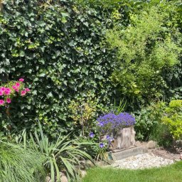 Garden Reborn - Gęsty, zielony mur z bluszczu jako tło dla kompozycji roślinnej z fioletowymi kwiatami w pniu drzewa i różowymi kwiatami zwisającymi z góry, uzupełniony trawą ozdobną i kamieniami.