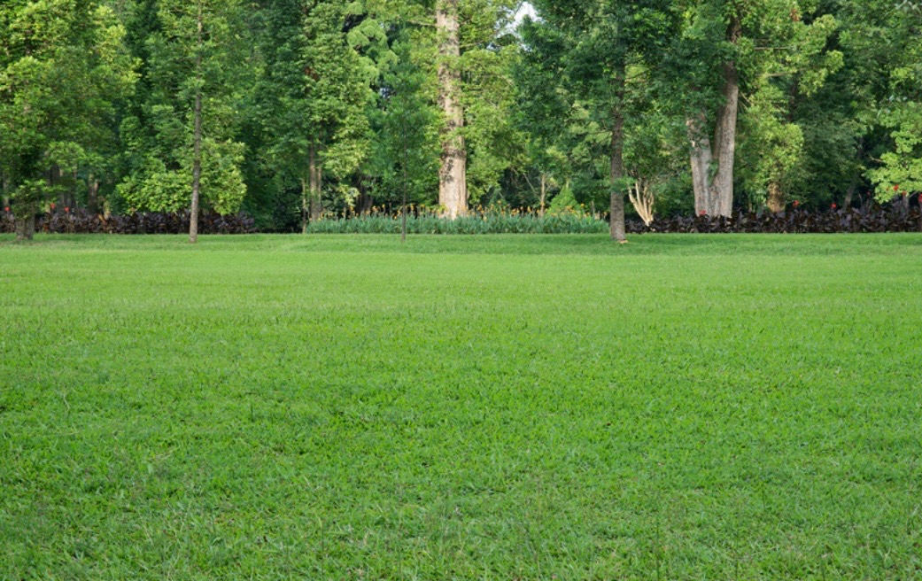Równomiernie przystrzyżony trawnik z intensywną zielenią, w tle widoczne drzewa liściaste i krzewy ozdobne.