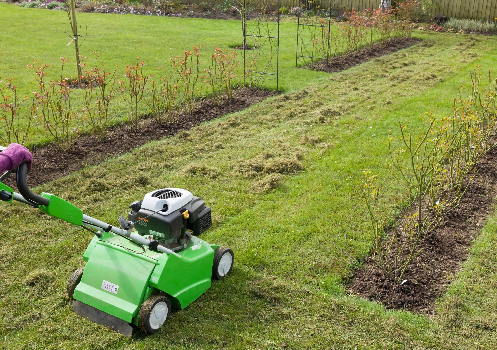 Zielona kosiarka spalinowa marki Viking na trawniku z częściowo skoszoną trawą, widoczne rzędy krzewów róż i metalowe podpory dla roślin w tle.