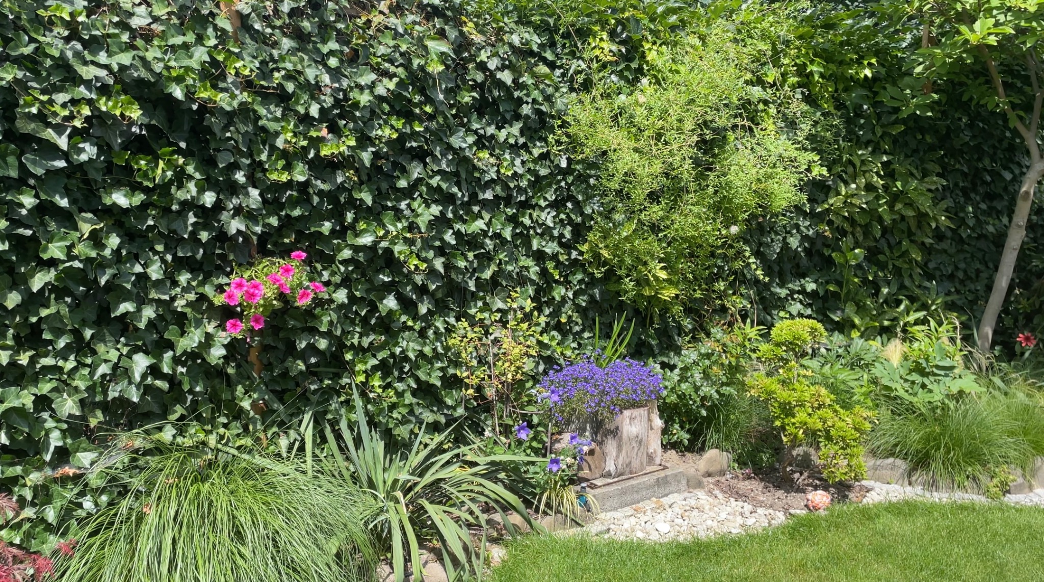 Gęsty, zielony mur z bluszczu jako tło dla kompozycji roślinnej z fioletowymi kwiatami w pniu drzewa i różowymi kwiatami zwisającymi z góry, uzupełniony trawą ozdobną i kamieniami.