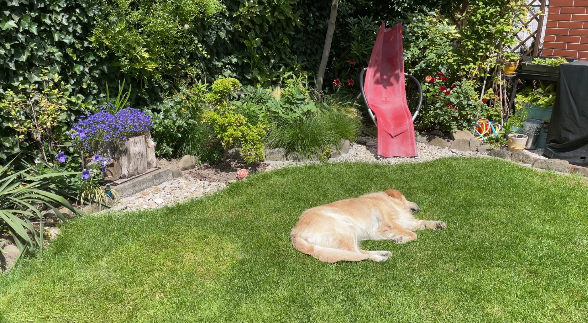Zrelaksowany golden retriever odpoczywa na świeżo skoszonej trawie w słoneczny dzień, z widocznym fragmentem czerwonej leżanki, bujną zielenią i kwiatami w tle.