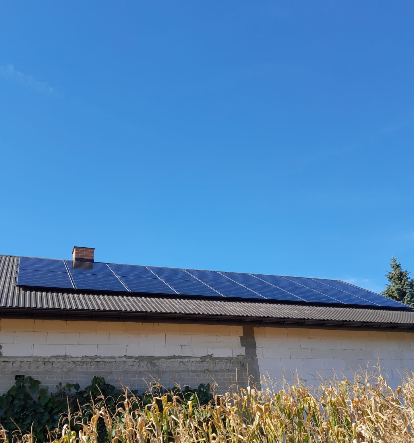 Panele słoneczne na dachu budynku gospodarczego z ceglanym kominem, widoczne wysokie łodygi kukurydzy na pierwszym planie i błękitne niebo w tle.