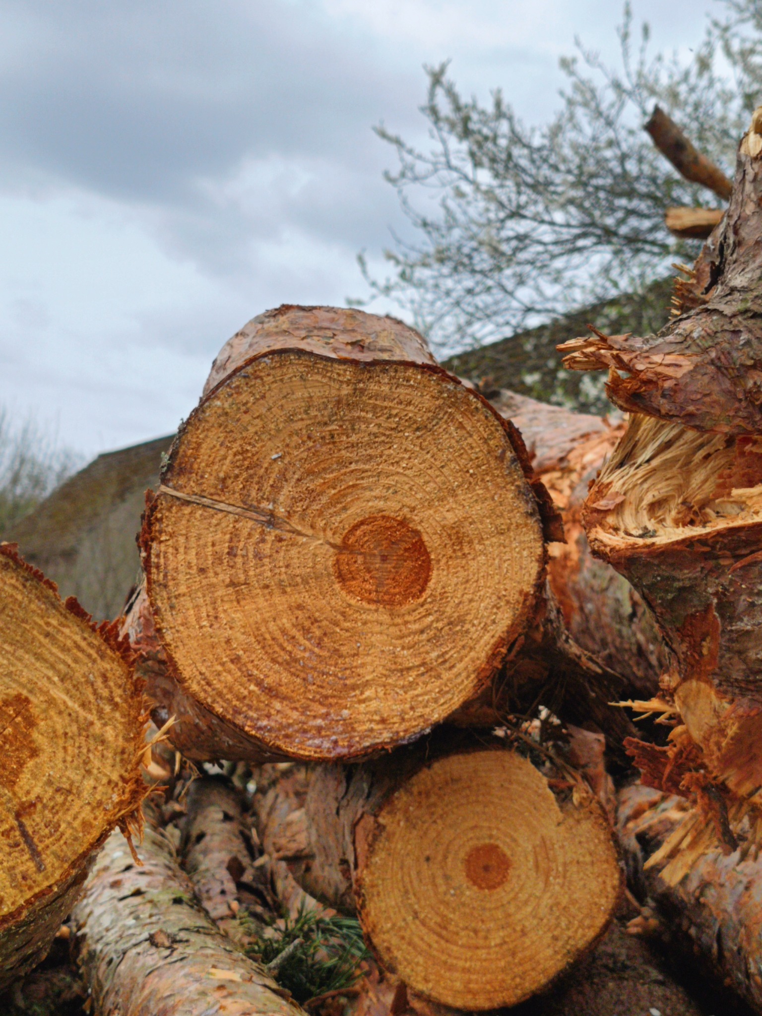Stos pociętych pni drzew iglastych, z widocznymi słojami, na tle pochmurnego nieba i zarysu budynku.