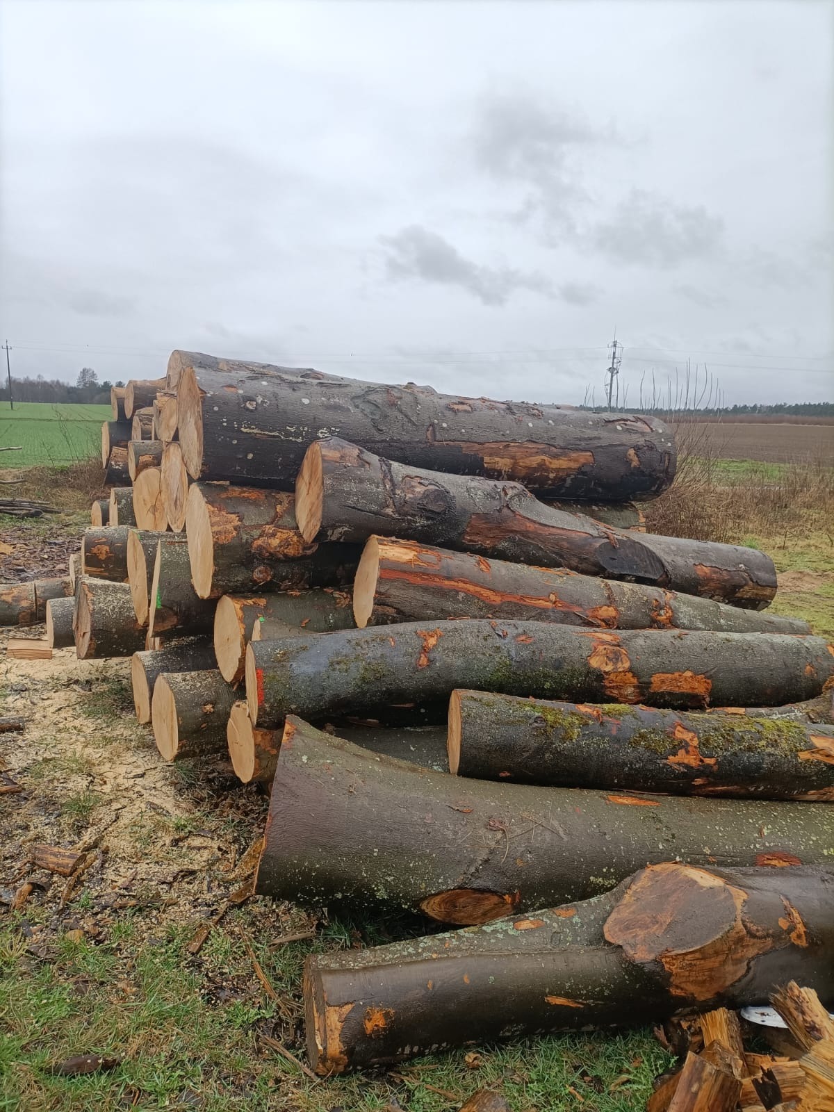 Stos mokrych, pociętych kloców drewna na trawie, z widocznymi śladami cięcia i mchem na korze, w tle pole i pochmurne niebo.