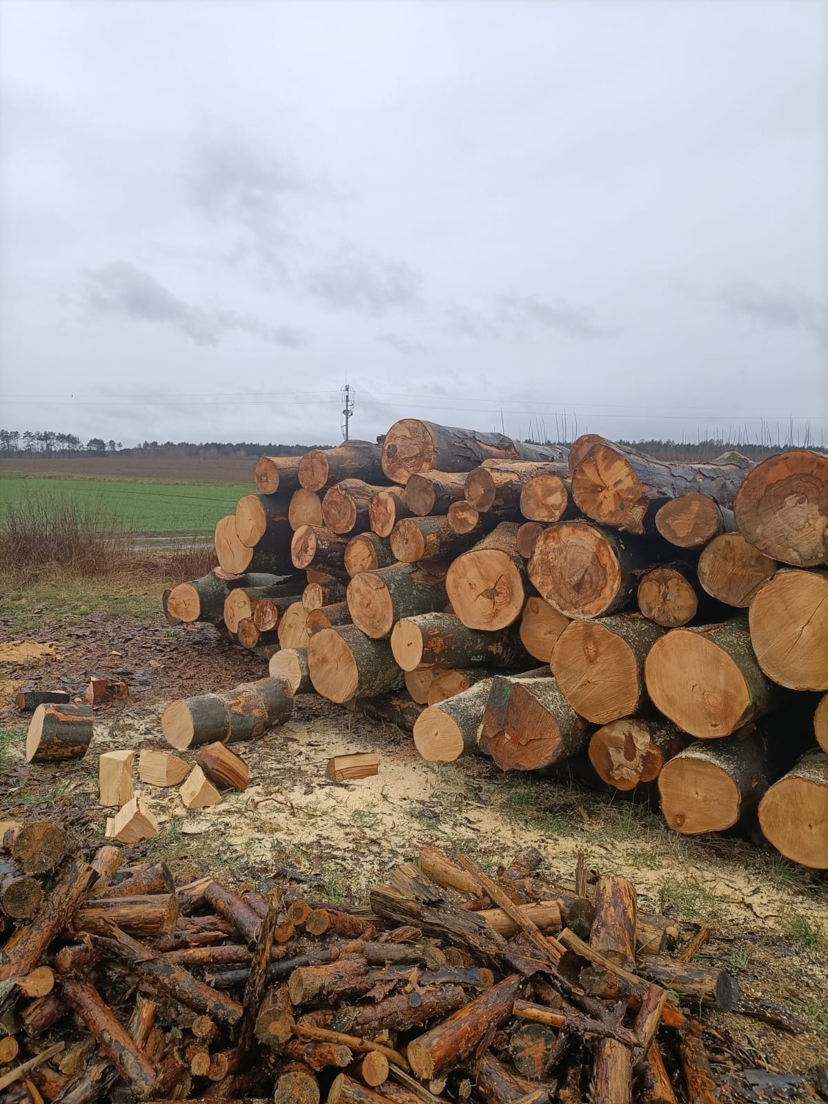Stos świeżo ściętych, mokrych bali drewna ułożonych na zewnątrz, z widocznymi śladami cięcia i drobnymi kawałkami drewna na ziemi, w tle zielone pole i pochmurne niebo.