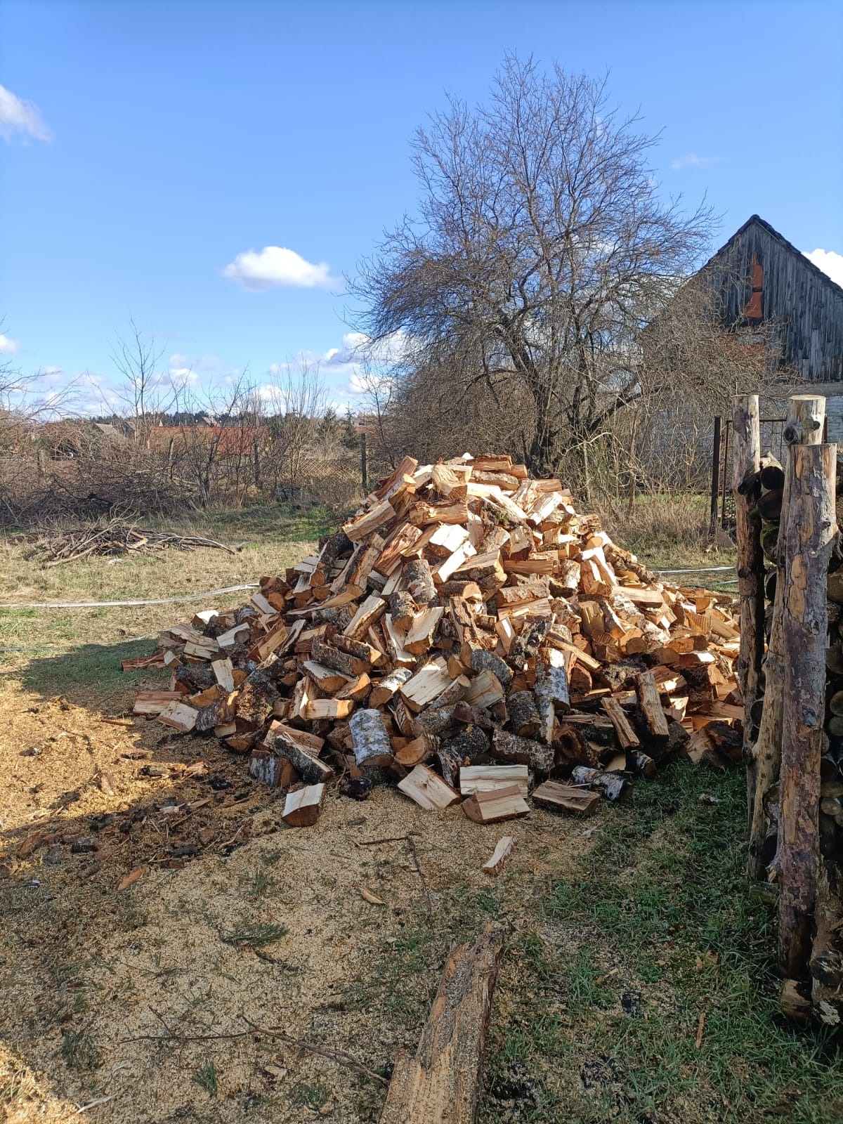 Stos pociętego drewna na trawie, z widocznymi trocinami, w tle budynek gospodarczy i nagie drzewa pod błękitnym niebem.