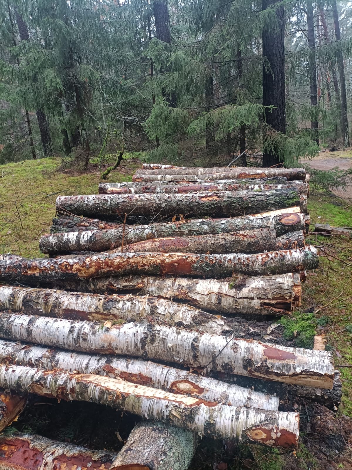Stos pociętych, okorowanych pni brzozy ułożonych w pryzmę na leśnym poszyciu, widoczne ślady cięcia i okorowania, w tle drzewa iglaste.