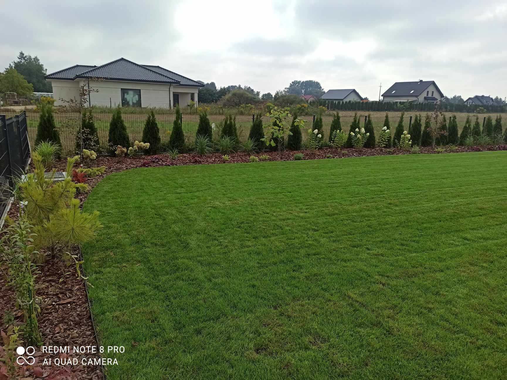 Gładki, zielony trawnik przed domem z rzędem małych tuj i hortensji wzdłuż ogrodzenia, podsypane korą.