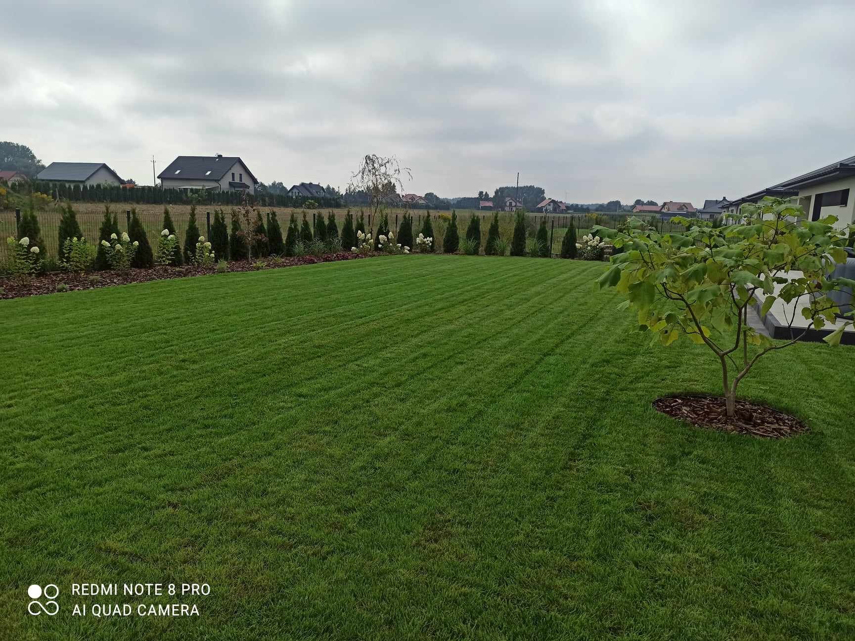 Starannie utrzymany trawnik z wyraźnymi pasami po koszeniu, obrzeżony szpalerem tuj i hortensji, z młodym drzewkiem obsypanym korą na pierwszym planie.