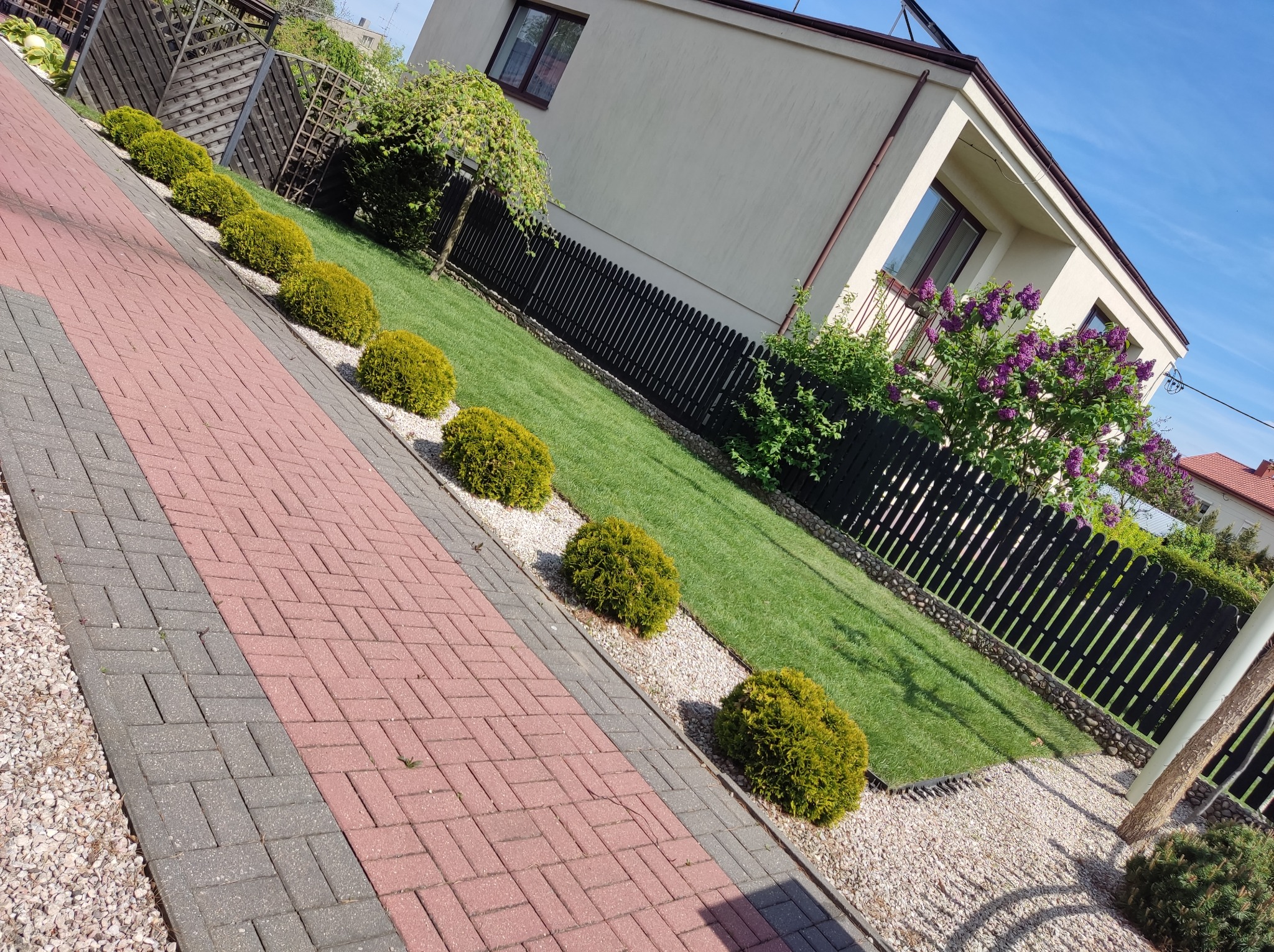 Równy trawnik z rzędem kulistych krzewów wzdłuż ścieżki z kostki brukowej, ciemne ogrodzenie i fragment domu z kwitnącym bzem w tle, słoneczny dzień.