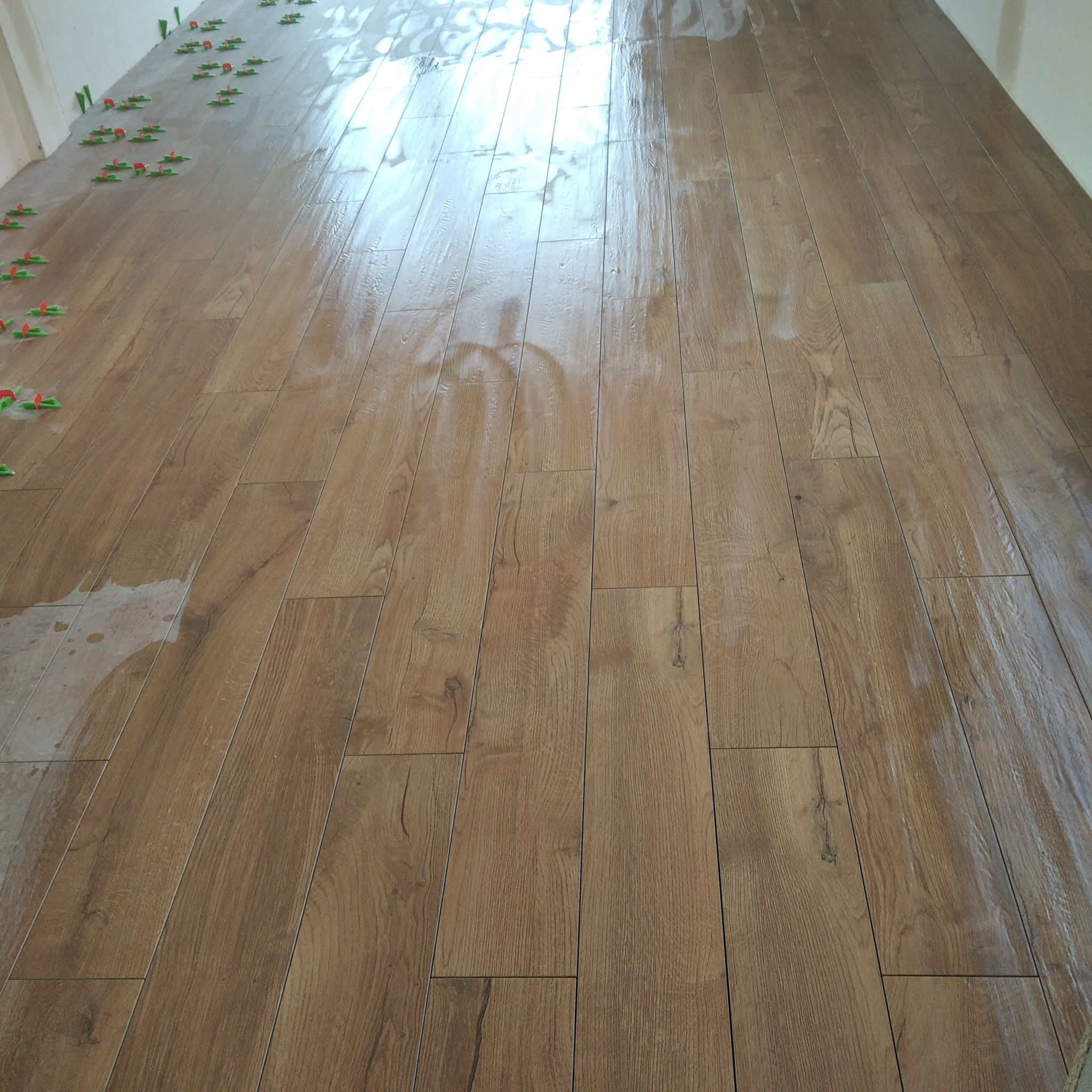 Świeżo ułożone panele podłogowe w odcieniach brązu, z widocznymi zielonymi krzyżykami dystansowymi, częściowo mokre po czyszczeniu.