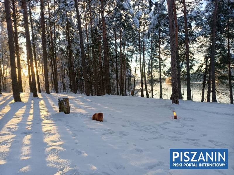 Zimowy krajobraz z lasem, psem rasy Cavalier King Charles Spaniel leżącym na śniegu, palącą się świecą w szklanym pojemniku i logo PiszAnin w prawym dolnym rogu.
