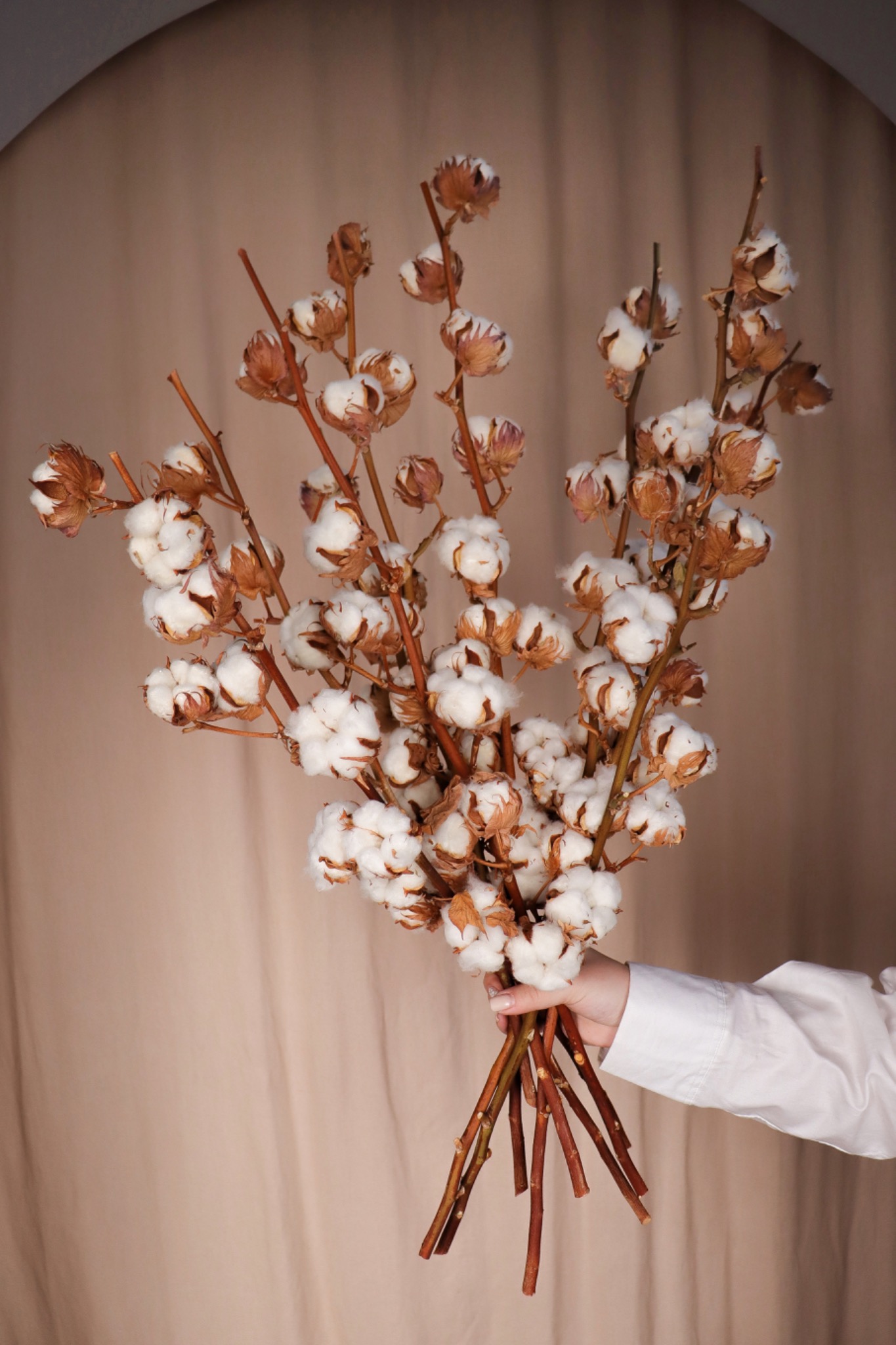 Dłoń w białej koszuli trzyma bukiet gałązek bawełny na beżowym tle.