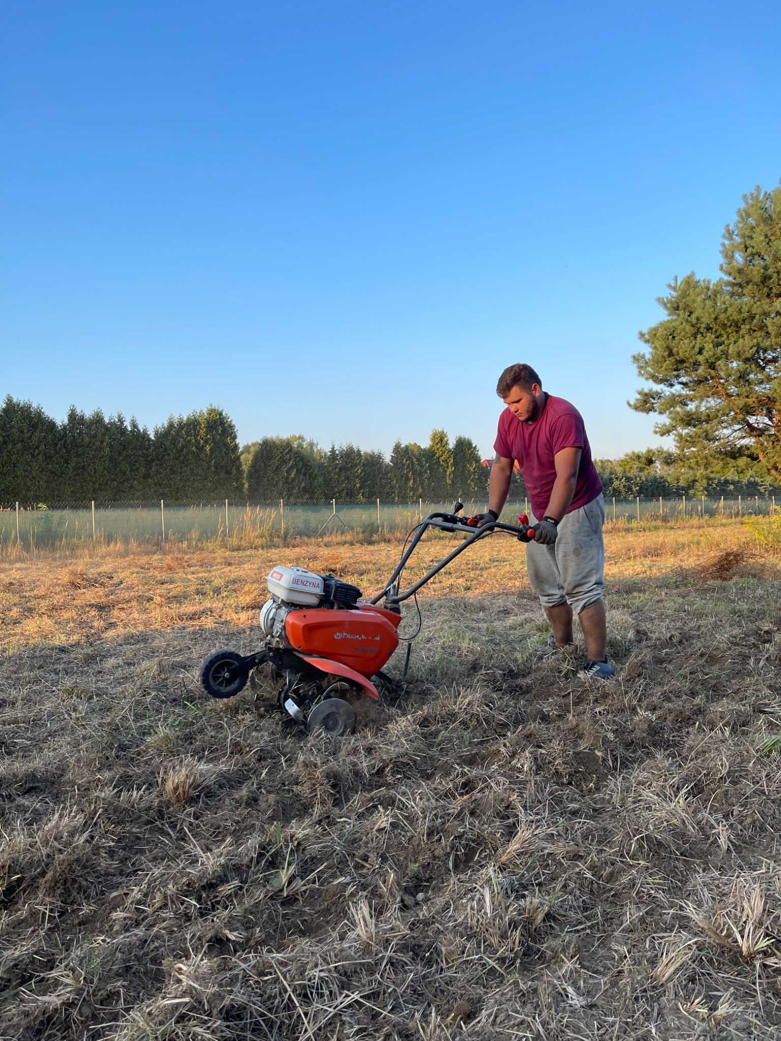 Mężczyzna w bordowej koszulce i szarych dresach obsługuje pomarańczowy glebogryzarkę Husqvarna na polu z suchą trawą, na tle drzew i błękitnego nieba.
