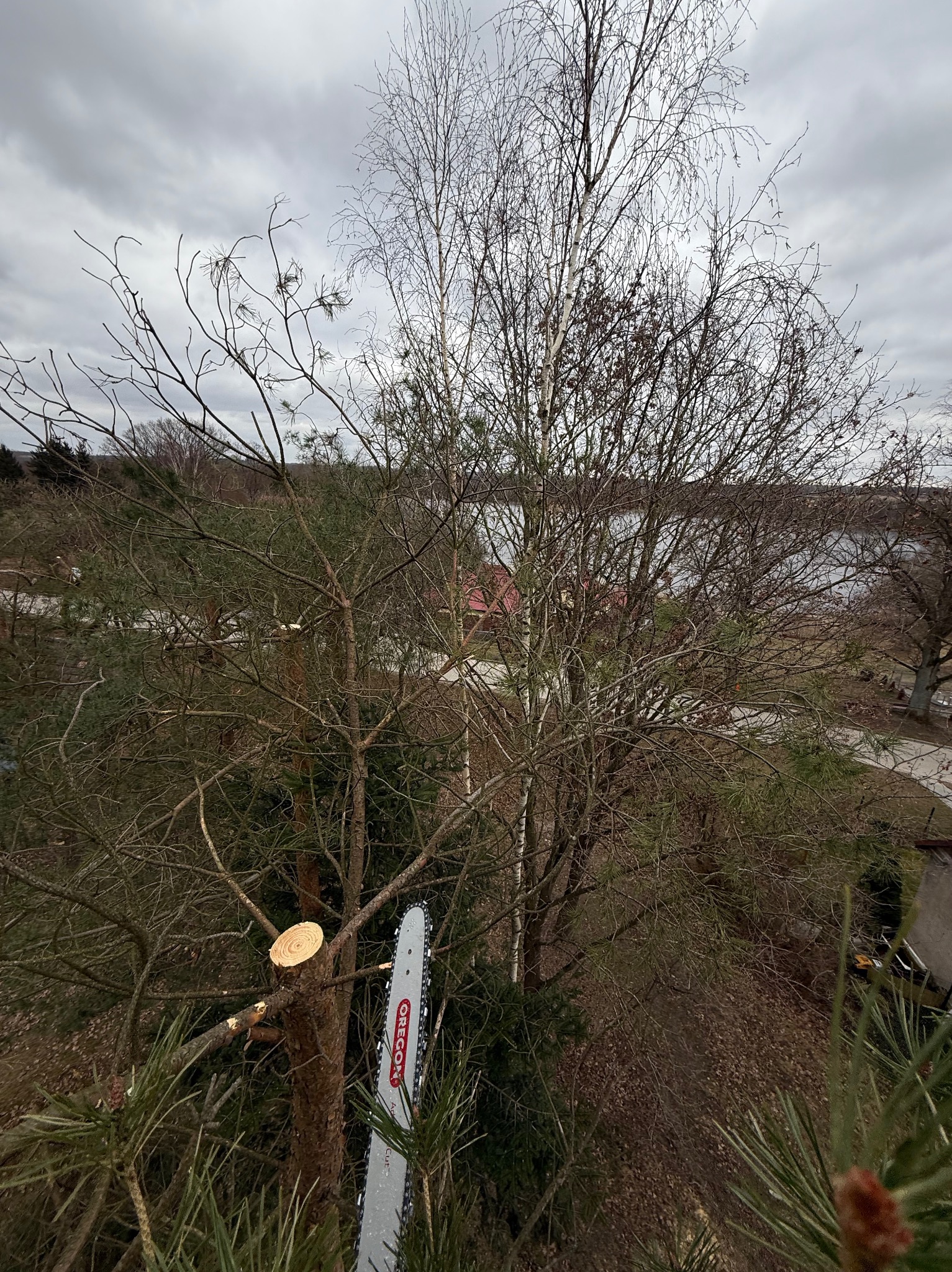 Wycinka drzew z podnosnika