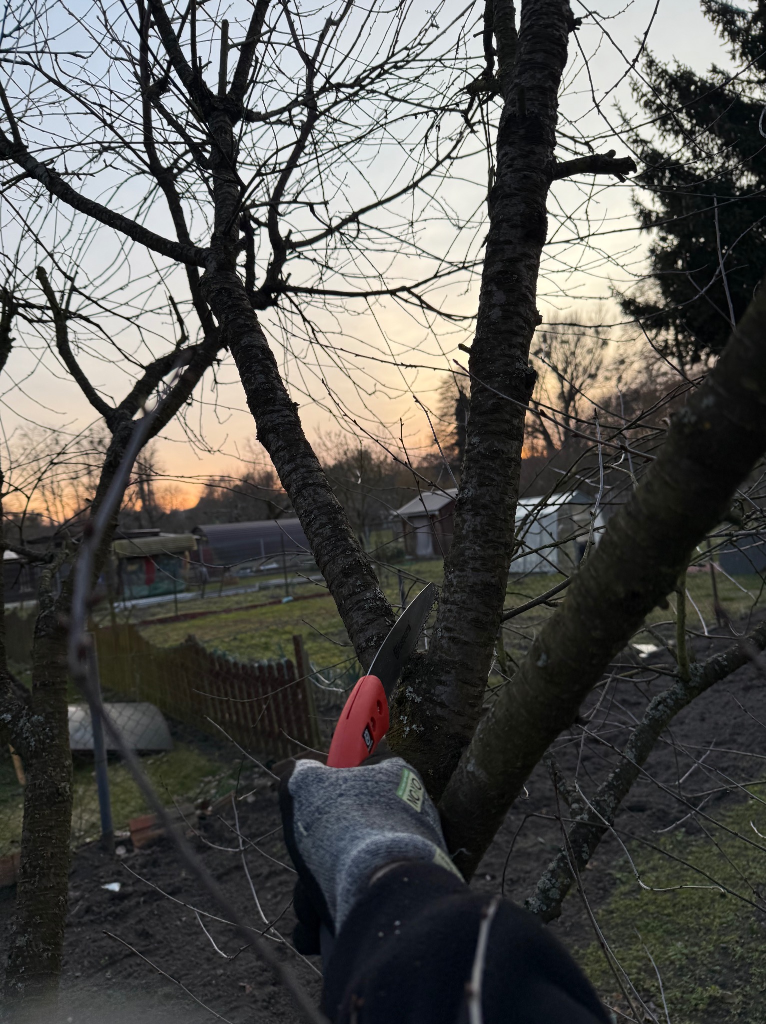 Przycinanie gałęzi drzewa owocowego sekatorem na tle zachodzącego słońca. Widoczne narzędzie pracy i dłoń w rękawicy. W tle ogród i zabudowania.