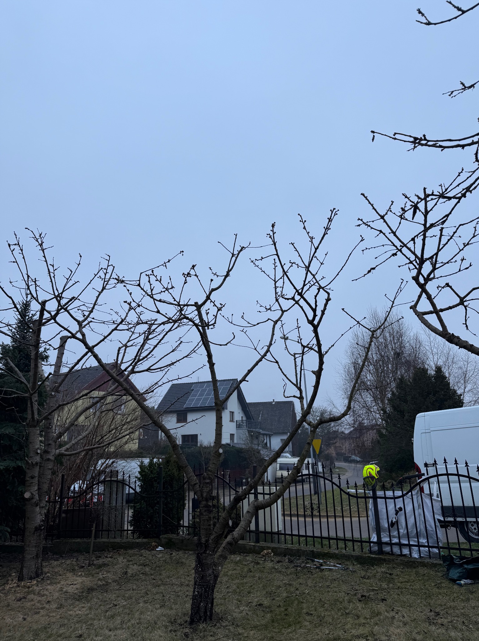 Przycięte drzewa owocowe w ogrodzie, widoczne ślady cięcia gałęzi, ogrodzenie z metalu, w tle zabudowa jednorodzinna i zaparkowany biały bus.