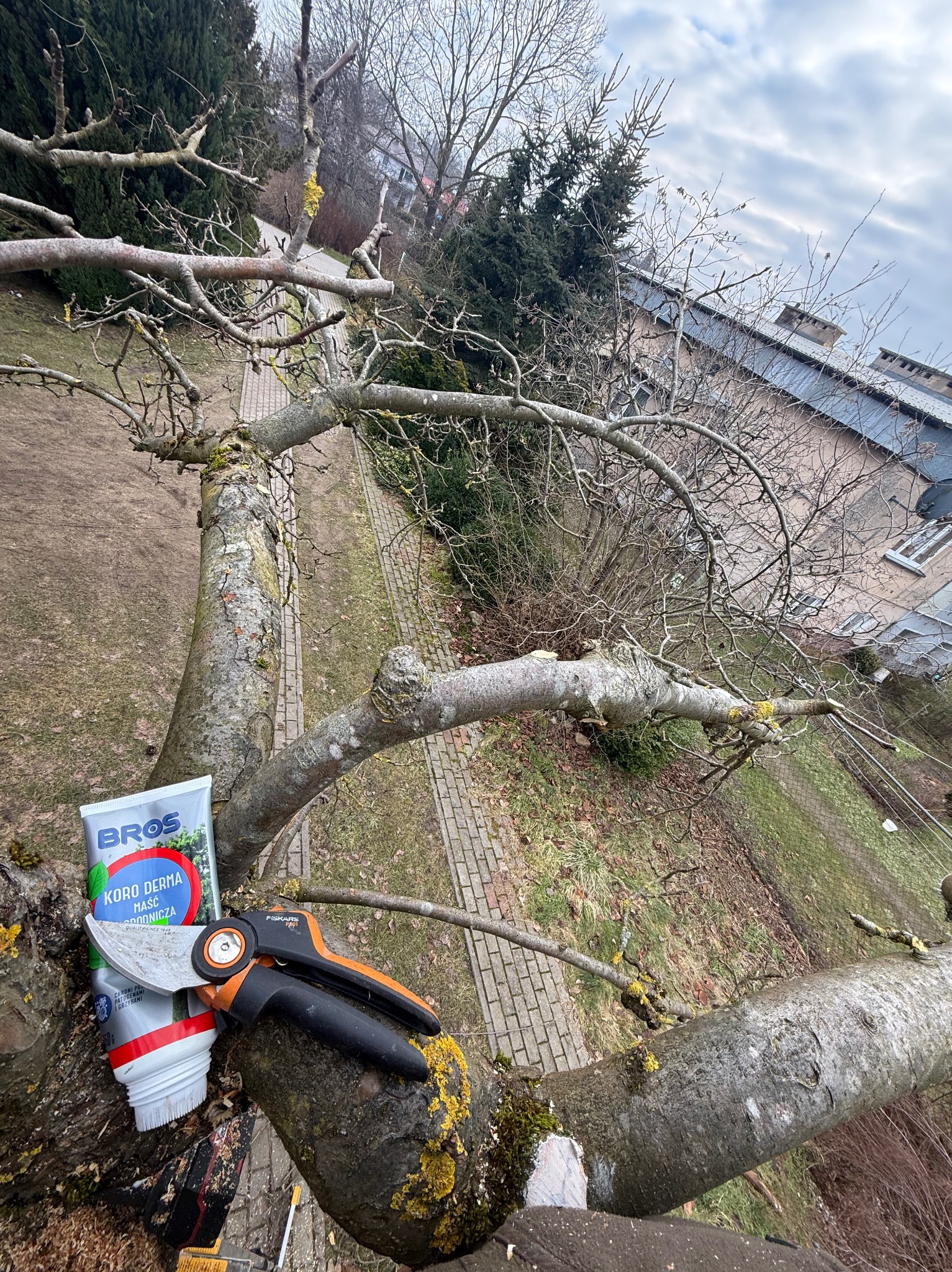 Przycięte gałęzie drzewa owocowego z widocznymi narzędziami: sekator i maść ogrodnicza. Ujęcie z góry, na tle budynku i pochmurnego nieba.