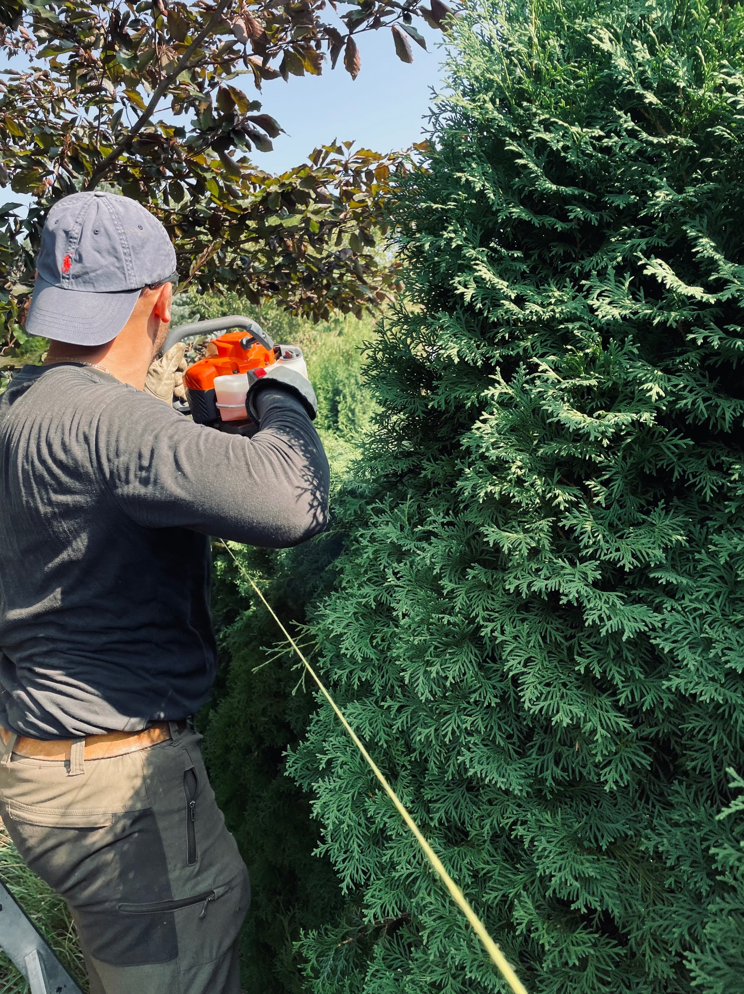 Przycinanie żywopłotu