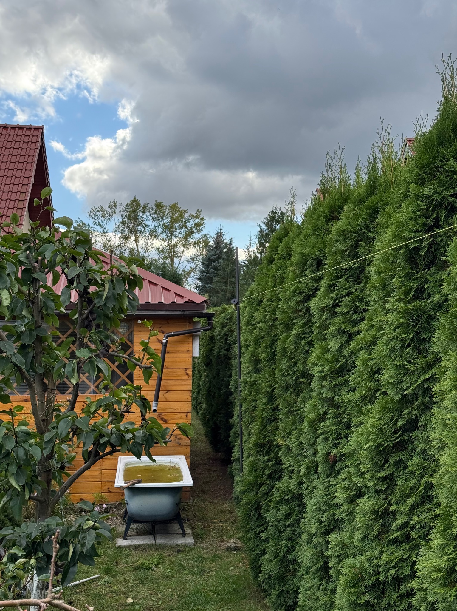 Przycinanie zywoplotu