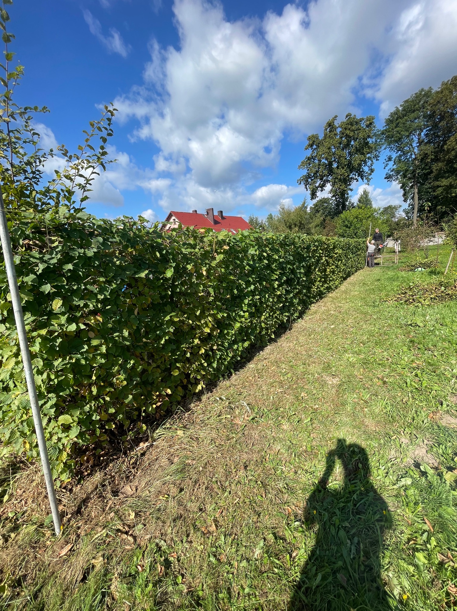 Przycinanie żywopłotu.