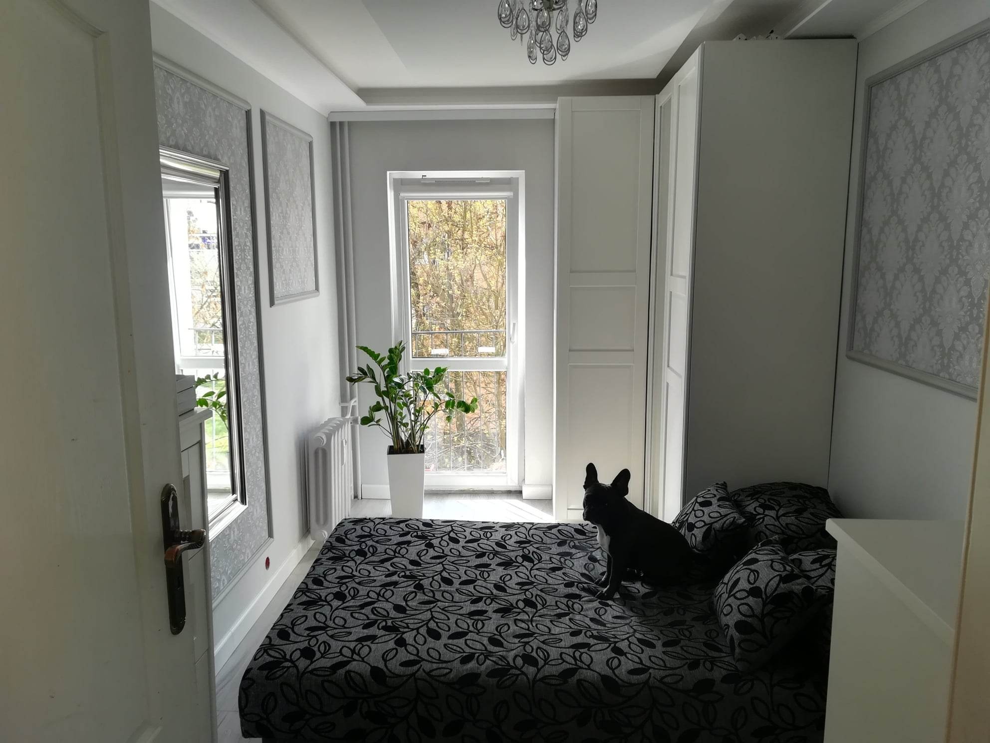 Jasne wnętrze pokoju z łóżkiem z czarno-białą narzutą w liście, białymi szafami, oknem z widokiem na drzewa i czarnym buldogiem francuskim siedzącym na łóżku.