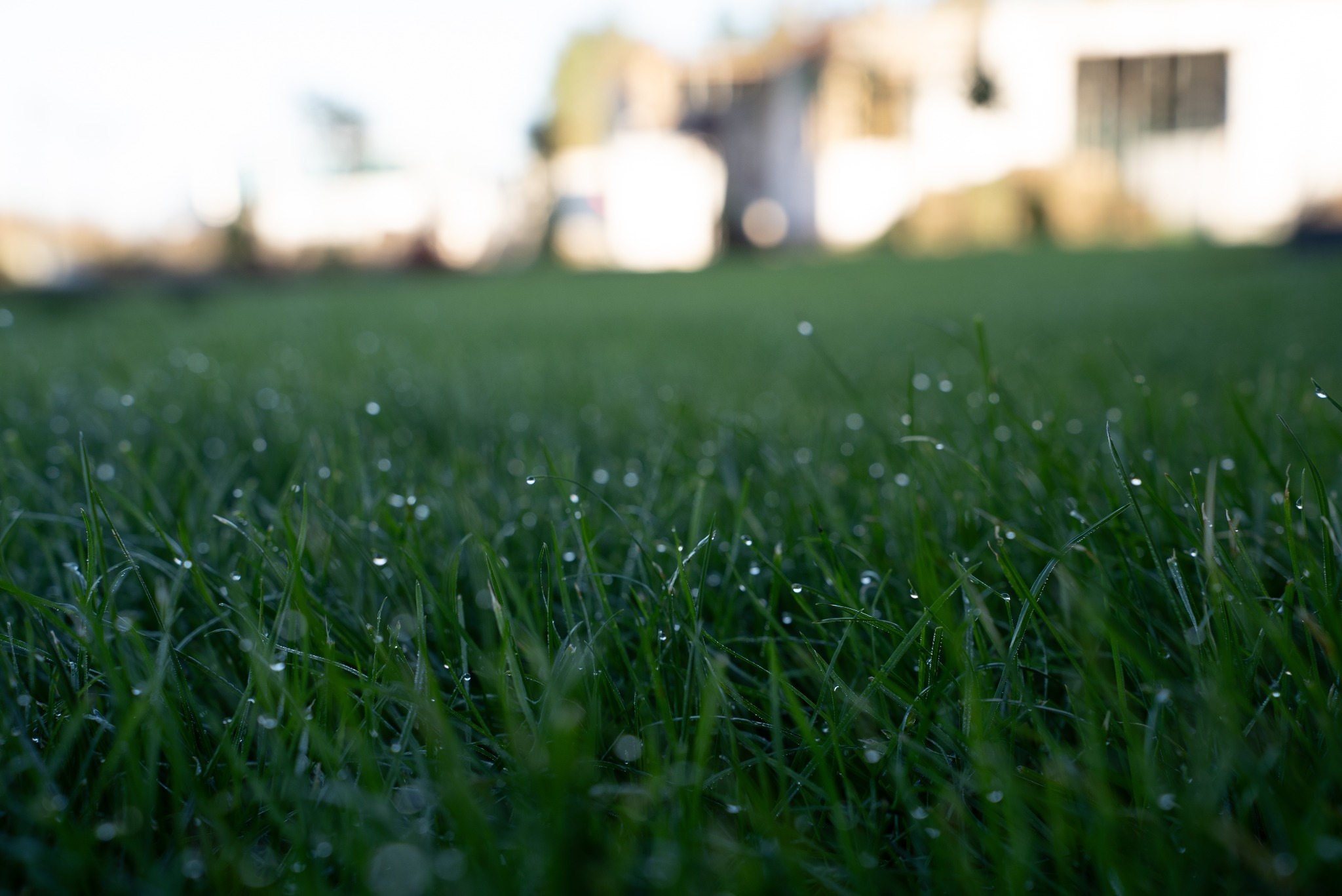 Krople rosy na trawie w ogrodzie, z rozmytym budynkiem w tle, uchwycone z niskiej perspektywy.