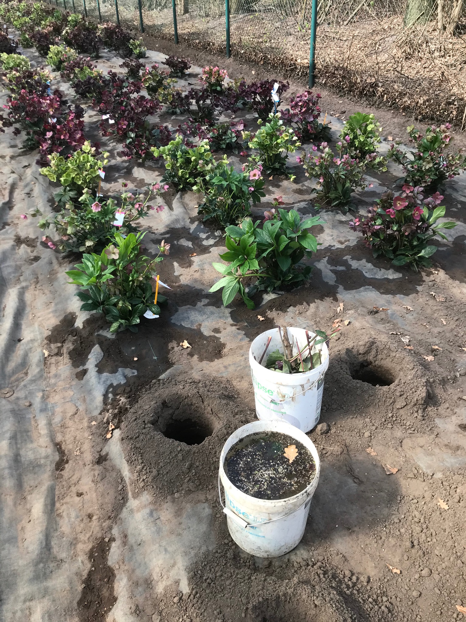 Przygotowane dołki i sadzonki ciemierników w doniczkach, oczekujące na posadzenie w ogrodzie, widok z góry, ziemia przykryta agrowłókniną.