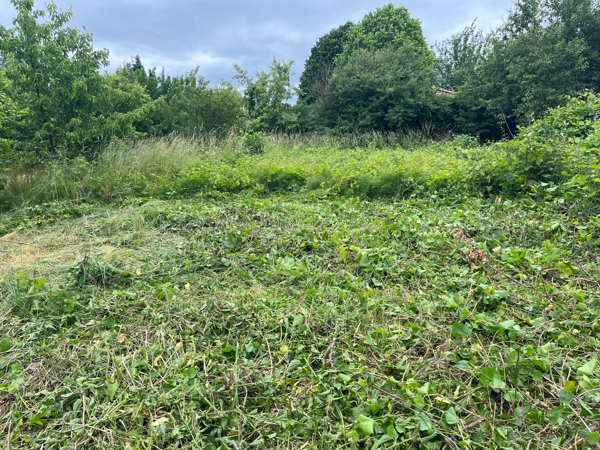 Świeżo skoszona trawa i chwasty na zarośniętej działce, widoczne ścięte źdźbła i liście, w tle drzewa i pochmurne niebo.